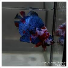 Credit to @just_betta on instagram as the owner of this photo. Fancy Colour Price 15000mmk Galaxy Betta Fish Shop Facebook