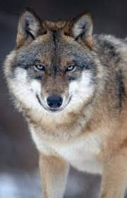 Image result for wolf pup with blue eyes copyright free