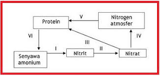 Check spelling or type a new query. Skema Daur Nitrogen Shefalitayal