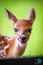 Small fawns spotted in blue ridge mountains