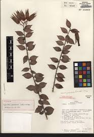 Pacora garten balkonmobel gunstig online kaufen ladenzeile pacora is a town and corregimiento in panama district panama province panama located after tocumen. Stri Research Portal Detailed Collection Record Information
