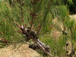 Image result for Allocassine laurifolia