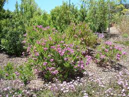 Image result for Polygala xanthina