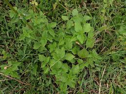 Image result for Cantinoa