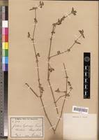 Image result for Justicia heterocarpa