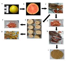 guava fruit and fruit parts used in morphological characterization a download scientific diagram guava fruit and fruit parts used in