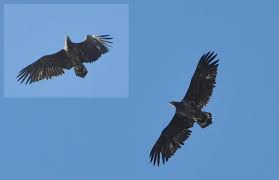 Jetske had vooraf laten weten, dat ze wel eens naar het opnieuw ingerichte wikelslân bij earnewâld wilde, waar ik onlangs de ooievaars en hun nesten fotografeerde. Zeearend Gezien Boven Den Haag Zuid Holland