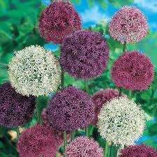 Following the excitement and colour explosion from bulbs like tulips and daffodils during spring. Shop Giant Allium Mixture Breck S
