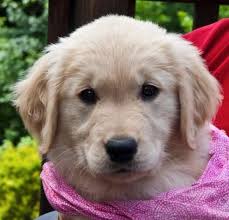 Check spelling or type a new query. Socialize Your Puppy Our Checklist Will Help Life With Dogs