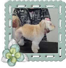 Emergency veterinarians in stockton, ca. Barking Lot 526 W Benjamin Holt Dr Ste D Stockton Ca 95207 Yp Com