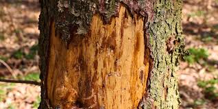 Image result for tree bark