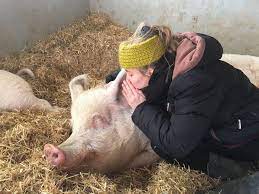 Schweine Hof Narr