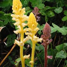 Image result for Orobanche minor