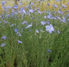 Image result for Linum