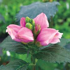 Image result for Olinia rochetiana