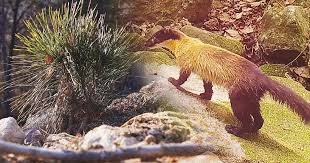 지리산 숲 복원