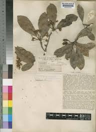 Image result for Vitellariopsis