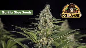 You know, with great strains. Where To Buy The Best Gorilla Glue Seeds Online 10buds
