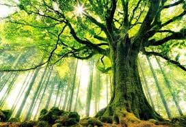 Sociedad de investigación criminal de américa. Hoy Se Celebra El Dia Mundial Del Arbol Periodico El Sol Colombia