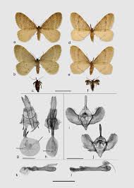 Image result for Operophtera fagata