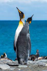 Represents an isolated group of birds, the selection in a separate. 500 Best Penguin Pictures Hd Download Free Images On Unsplash