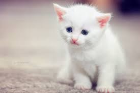 Get your weekly helping of fresh wallpapers! Awesome Cute Cat Hd Wallpapers Cute White Cat Wallpapers Hd Cute Desktop Background