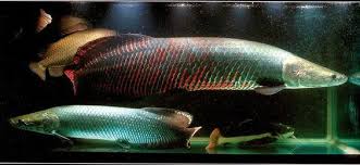 Arapaima Are My Favorite Fish They Are The Largest Freshwater Fish And Have A Bony Tongue To Crush Smaller Ones Into The Roof Of Their Mouth Natuur