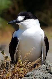 Birds That Lay Eggs On The Ground Sooty Tern Sea Birds Pretty Birds Wild Birds