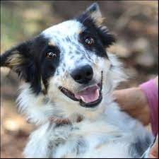Available now delivery available in victoria born 08/05/21 8 black and white gorgeous border collie puppies 4 boys and 4 girls mother arya is full short/medium hair bc dad sirius is full long haired bc pups will come vaccinated, microchipped and vet checked. Save A Dog Animal Adoptions