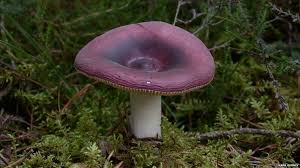 In Pictures A Kingdom Of Colour Edible Wild Mushrooms Stuffed Mushrooms Fungi