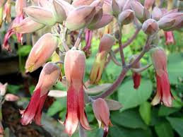 Image result for Kalanchoe gastonis-bonnieri