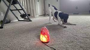 Himalayan pink salt is one of the purest salts available for culinary, therapeutic and cosmetic uses. Himalayan Salt Lamp Benefits For Dogs Are Himalayan Salt Lamps Safe For Pets Youtube