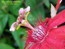 Image result for Passiflora vitifolia