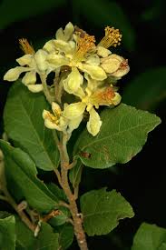 Image result for Grewia microthyrsa