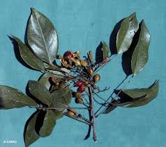 Image result for Rourea