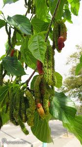 Image result for Morus