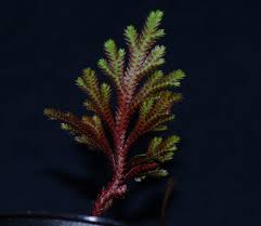 Image result for Selaginella afrorum