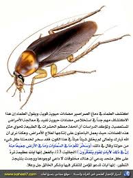 الصراصير والمضادات الحيوية Insects Animals Bee