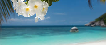We did not find results for: Fresh Tropical Flowers Hawaiian Flowers Gifts And Lei