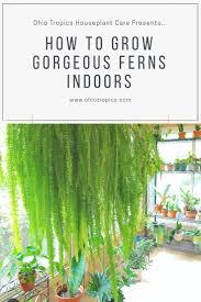 Maybe you would like to learn more about one of these? How To Care For Boston Ferns Indoor Ferns House Plants Indoor House Plant Care