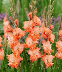Image result for Gladiolus atropurpureus