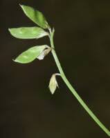 Image result for Vernonia hirsuta