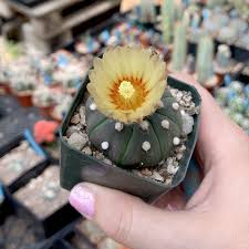 Image result for Thesium asterias