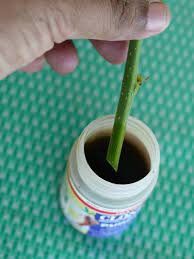 Arti kata 'penggalak' di kamus besar bahasa indonesia (kbbi). Penggalak Akar Buatan Sendiri