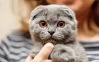 Scottish Fold, or Scottish Fold: Characteristics ...
