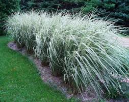 Image result for Miscanthus violaceus