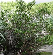 Image result for Rapanea