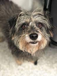 Adopt Bootlegger On Petfinder Dog Adoption Schnauzer Mix Adoption