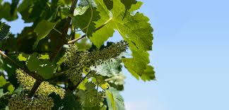 Mealy bug is found in the vine yards from flowering stage to harvest. Flowering And Fruit Set Familia Torres