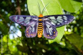 Image result for Dysphania procera